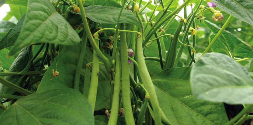 cachés sous les feuilles, il faut prendre le temps de récolter ces haricots verts